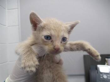 SNAIL -  Domestic Short Hair Cat for Adoption in Ocala, Florida - SNAIL | PetCurious