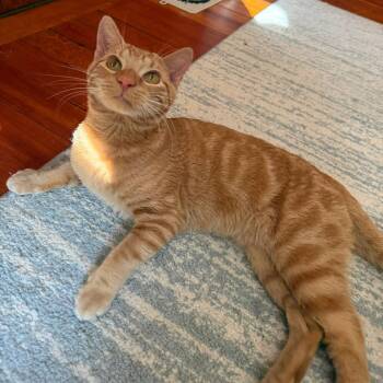 Domestic Short Hair Cats Available for Adoption - Igor | PetCurious