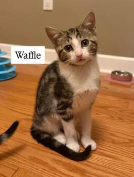 Tabby Cats Available for Adoption - Waffle (FCID# 01/14/2026 - 4) C | PetCurious