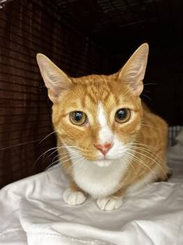 Domestic Short Hair Cats Available for Adoption in Fort Lauderdale, Florida - SIMBA | PetCurious