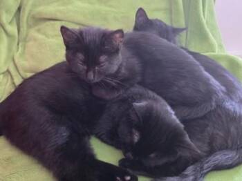 Domestic Short Hair Cats Available for Adoption - Joe Louie (collier Bleu) | PetCurious