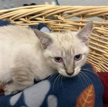 Domestic Short Hair Cats Available for Adoption in Rosenberg, Texas - SHAGGY | PetCurious