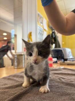 Double Cheeseburger -  Domestic Short Hair Cat for Adoption in Santa Rosa, California - Double Cheeseburger | PetCurious