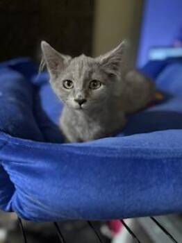 Rescue Nebelung Cats for Adoption in Parlier, California - Curly Grey | PetCurious