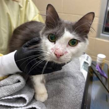 Gabriella Montez -  Domestic Short Hair Cat for Adoption in Winston-salem, North Carolina - Gabriella Montez | PetCurious