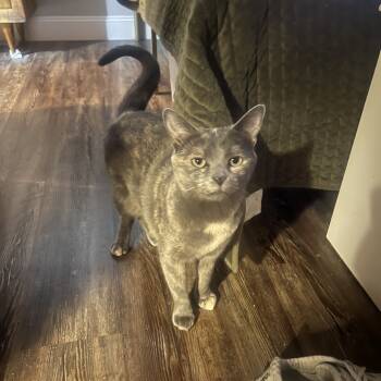 Rescue Domestic Short Hair Cats for Adoption - Wilma | PetCurious