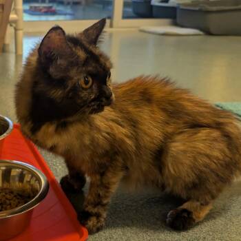 Domestic Short Hair Cats Available for Adoption - Callie | PetCurious
