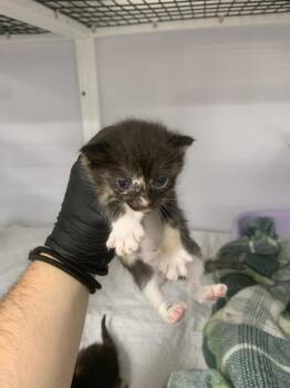 Spark -  Domestic Short Hair Cat for Adoption in Salmon, Idaho - Spark | PetCurious
