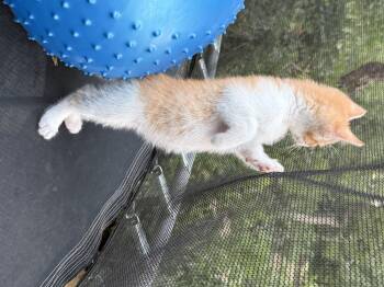 Tug -  Domestic Short Hair Cat for Adoption in Fruit Heights, Utah - Tug | PetCurious