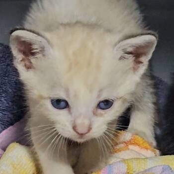 Vera -  Domestic Short Hair Cat for Adoption in Guaynabo, Guaynabo - Vera | PetCurious
