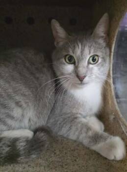 Quartz -  Domestic Short Hair Cat Available for Adoption in Parker, Colorado - Quartz | PetCurious