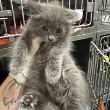 Fizzy -  Domestic Medium Hair Cat for Adoption - Fizzy | PetCurious