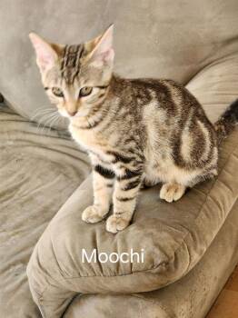 Moochi -  Domestic Short Hair Cat for Adoption in Lancaster, California - Moochi | PetCurious