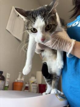 Abby -  Domestic Short Hair Cat for Adoption in Bolivar, Missouri - Abby | PetCurious