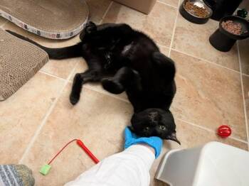 Bendito -  Domestic Short Hair Cat for Adoption in New York, New York - Bendito | PetCurious