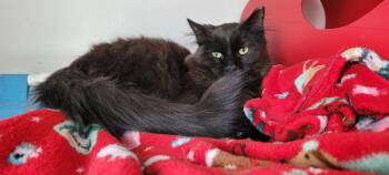 Coalie -  Domestic Long Hair Cat for Adoption in Evergreen, Colorado - Coalie | PetCurious