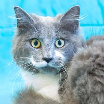 Domestic Short Hair Cats Available for Adoption - Feyre | PetCurious