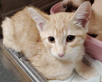 Ravioli -  Domestic Short Hair Cat for Adoption in Republic, Missouri - Ravioli | PetCurious
