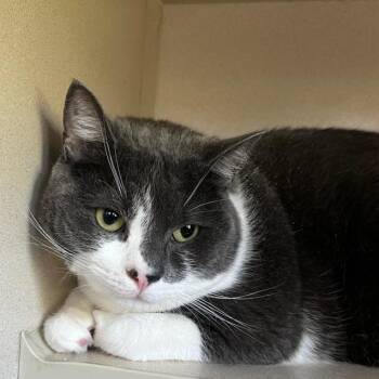 Mac -  Domestic Short Hair Cat Available for Adoption in Calverton, New York - Mac | PetCurious
