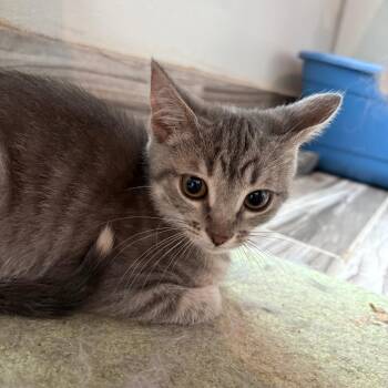 Posh Spice -  Domestic Short Hair Cat for Adoption in West Des Moines, Iowa - Posh Spice | PetCurious