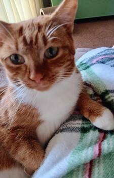Rescue Domestic Short Hair Cats for Adoption in Fairfax, Virginia - Cheddar (F) | PetCurious