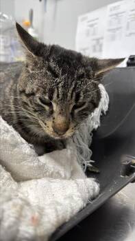 Domestic Short Hair Cats Available for Adoption in West Chester, Pennsylvania - Stalk | PetCurious