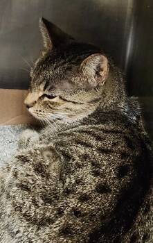 Rescue Domestic Short Hair Cats for Adoption in Cincinnati, Ohio - Super Moon | PetCurious