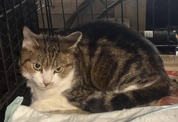 Sport -  Domestic Short Hair Cat for Adoption in Salisbury, North Carolina - Sport | PetCurious