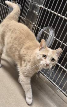 Domestic Short Hair Cats Available for Adoption in Decatur, Illinois - HERNE | PetCurious