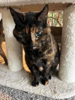 Rescue Domestic Short Hair Cats for Adoption in Nashville, Tennessee - Missy | PetCurious
