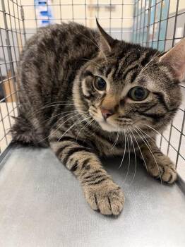 Rescue Domestic Short Hair Cats for Adoption in Las Vegas, Nevada - CLEO | PetCurious