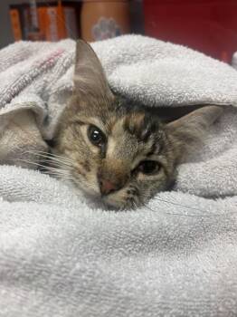 TINKATINK -  Domestic Medium Hair Cat for Adoption in Indianapolis, Indiana - TINKATINK | PetCurious