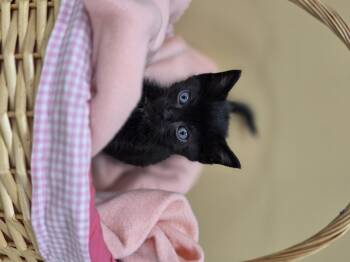 Rescue Domestic Short Hair Cats for Adoption in Park Rapids, Minnesota - Dawdle | PetCurious