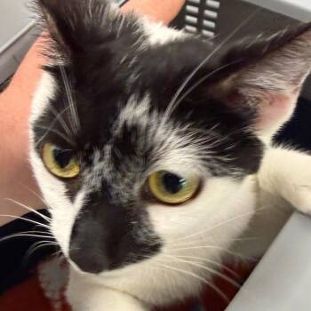 Domestic Short Hair Cats Available for Adoption in Clearwater, Florida - Twinkie | PetCurious