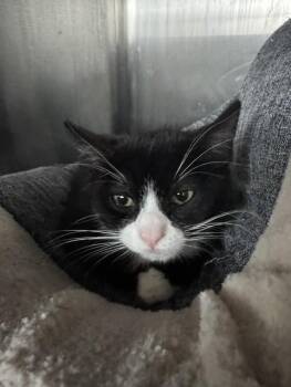 FIGUERO -  Domestic Short Hair Cat for Adoption in Fremont, California - FIGUERO | PetCurious