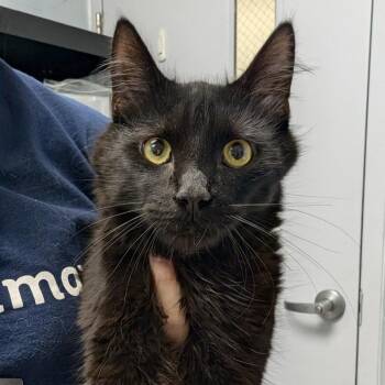 Bruce -  Domestic Medium Hair Cat for Adoption in Indianapolis, Indiana - Bruce | PetCurious