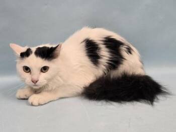 Oreo -  Domestic Medium Hair Cat for Adoption in Minneapolis, Minnesota - Oreo | PetCurious