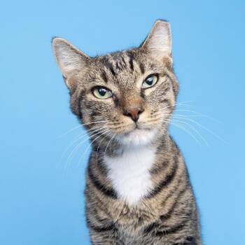 Simba -  Domestic Short Hair Cat for Adoption in Franklin, Tennessee - Simba | PetCurious