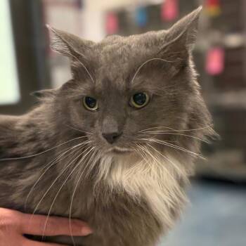 Titanic -  Domestic Long Hair Cat for Adoption in Tucson, Arizona - Titanic | PetCurious