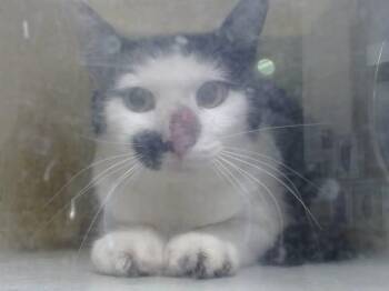 A554198 -  Domestic Short Hair Cat for Adoption in Moreno Valley, California - A554198 | PetCurious