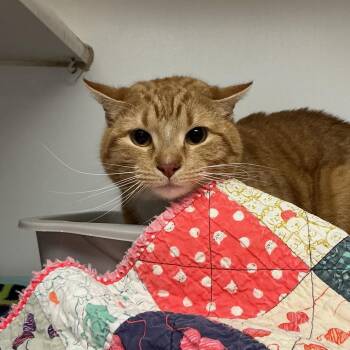 Domestic Short Hair Cats Available for Adoption - O