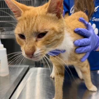 Parkour -  Domestic Short Hair Cat for Adoption in Greensboro, North Carolina - Parkour | PetCurious
