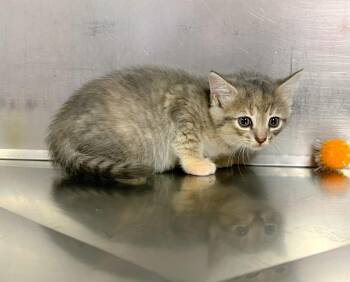 Domestic Medium Hair Cats Available for Adoption in Murray, Kentucky - Amethyst | PetCurious