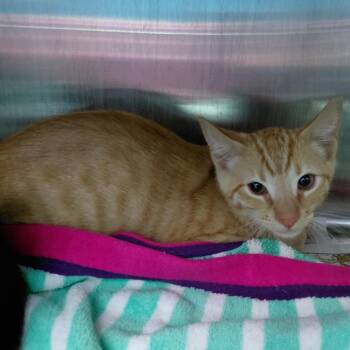 Apollo -  Domestic Short Hair Cat for Adoption in Philadelphia, Pennsylvania - Apollo | PetCurious