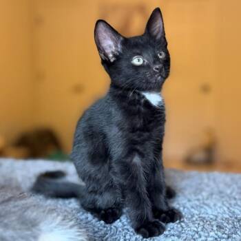 Scott Vanourek -  Domestic Short Hair Cat for Adoption in Morrison, Colorado - Scott Vanourek | PetCurious