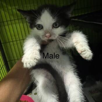 Azul -  Domestic Short Hair Cat for Adoption in West Plains, Missouri - Azul | PetCurious