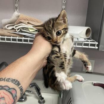 0811-C26 -  Domestic Short Hair Cat for Adoption in Port Charlotte, Florida - 0811-C26 | PetCurious