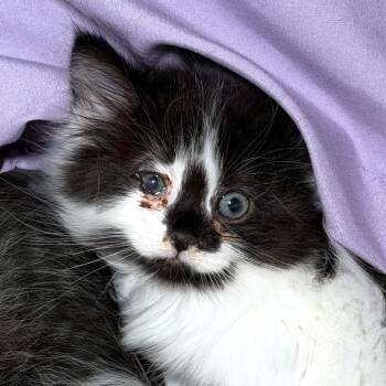 Percy *Avail 10/24 at Biddeford PetSmart* -  Domestic Long Hair Cat for Adoption in Kennebunk, Maine - Percy *Avail 10/24 At Biddeford PetSmart* | PetCurious