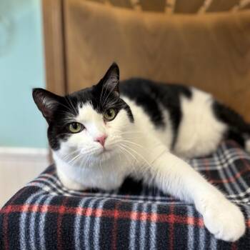 Domestic Short Hair Cats Available for Adoption in Fargo, North Dakota - Minerva Mink | PetCurious