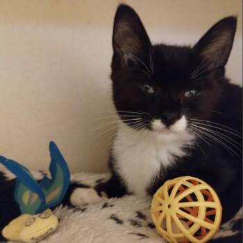 A053655 -  Domestic Short Hair Cat for Adoption in Alameda, California - A053655 | PetCurious
